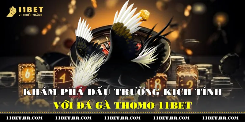 Đá Gà Thomo 11BET -Khám Phá Đấu Trường Kịch Tính 3 kham pha dau truong kich tinh voi da ga thomo 11bet 1